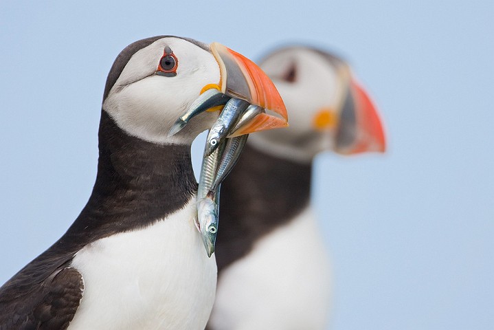 Papageitaucher Fratercula arctica Atlantic Puffin